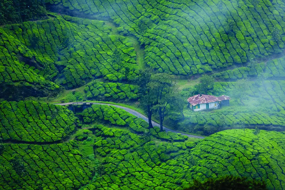 Munnar Scenery