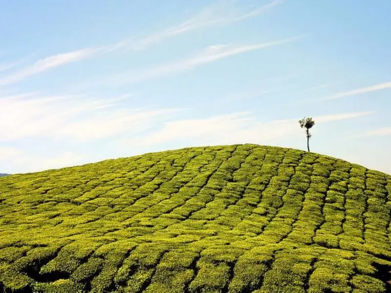 Tea plant