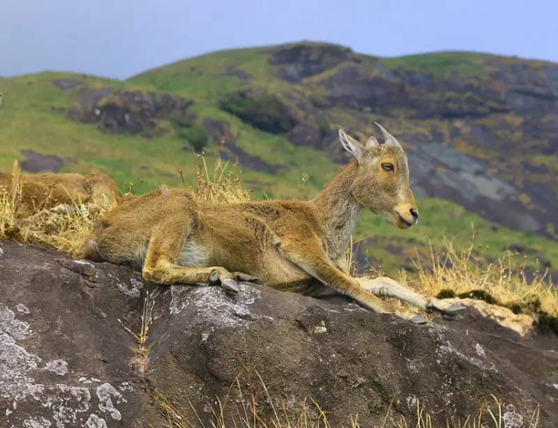 Nilgiri tahr