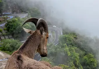 Nilgiri tahr